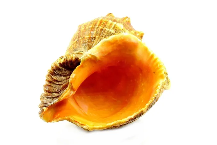 贝壳，海，蛤