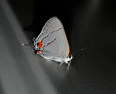 蛾,阴影,昆虫,翅膀,野生动物,Bug,明亮 蛾,阴影,昆虫,翅膀,野生动物,Bug,明亮