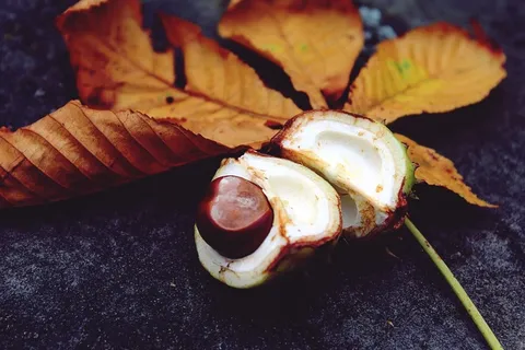 秋天,叶子,叶,叶子叶,着色,板栗 秋天,叶子,叶,叶子叶,着色,板栗