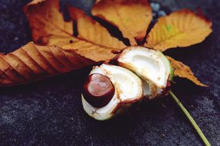 秋天，叶子，叶，叶子叶，着色，板栗