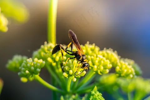 昆虫类,花卉,茴香花,菊花,胡蜂,蜜蜂昆虫性质