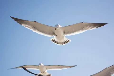 海鸥,鸟,天空,动物 海鸥,鸟,天空,动物