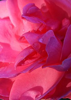 玫瑰花瓣,玫瑰,花瓣,观赏植物,特写 玫瑰花瓣,玫瑰,花瓣,观赏植物,特写