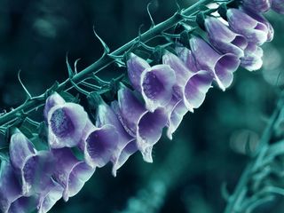 鲜花，紫色，钟声，自然