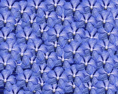 复古花，兰花，背景，组成