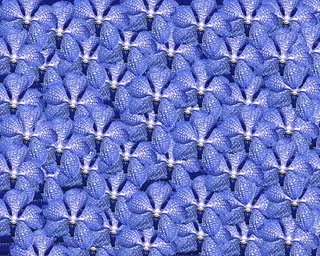 复古花，兰花，背景，组成