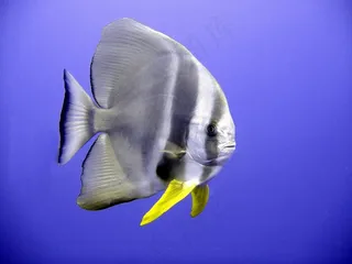 蝙蝠鱼，鱼，热带，异国情调，潜水，水下