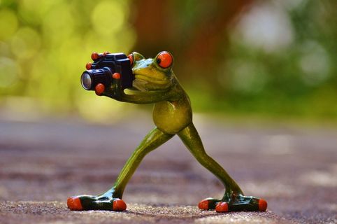 摄影师，青蛙，滑稽，绿色，动物，动物世界