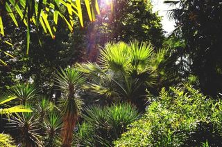 棕榈树，植物园，佛罗伦萨，意大利