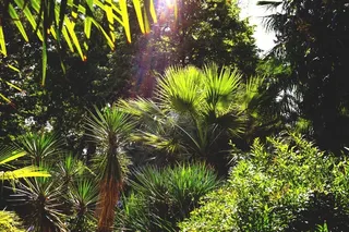 棕榈树，植物园，佛罗伦萨，意大利