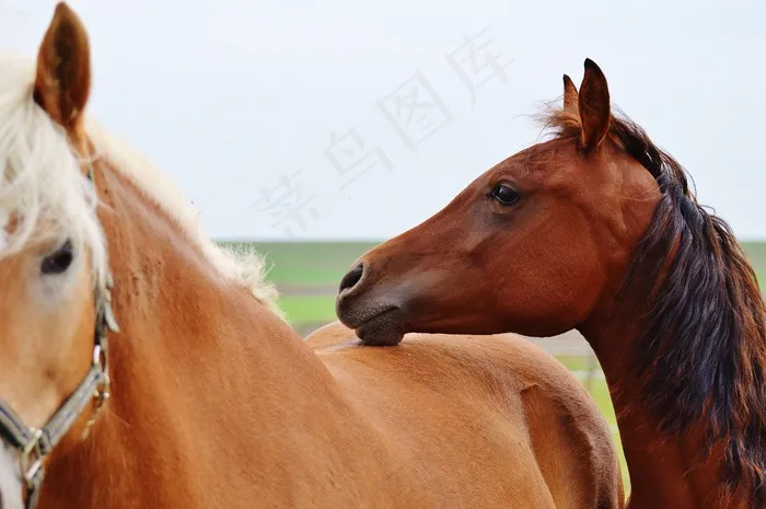 马，动物，骑马，Reiterhof，棕色，耦合，草地