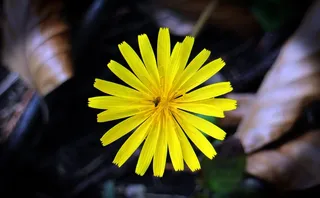 蒲公英，Leontodon，黄色草地上的花朵，黄色