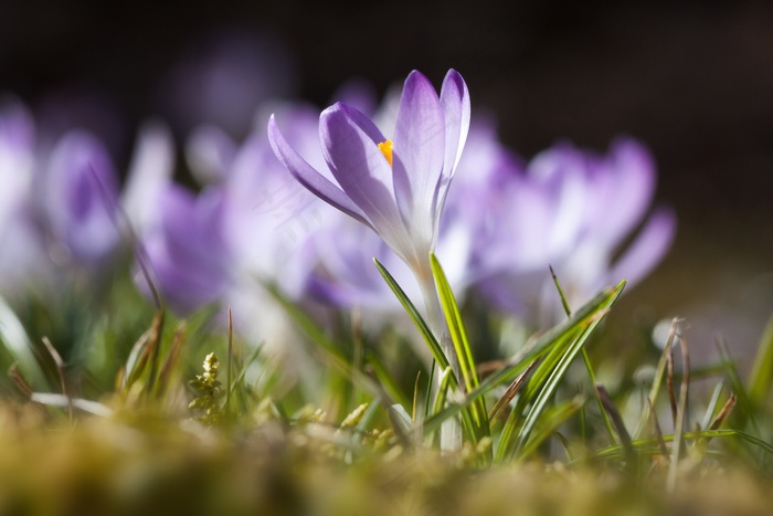 春，番红花，Schwertliliengeengewaechs，春番红花
