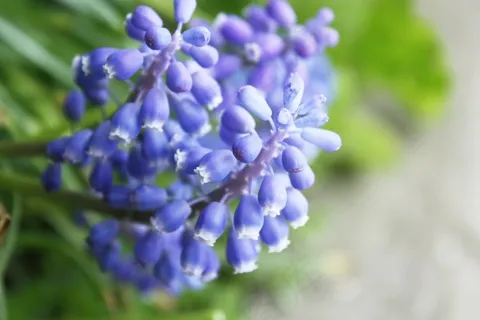 鲜花，Prote，植物，美容，性质，宏，花