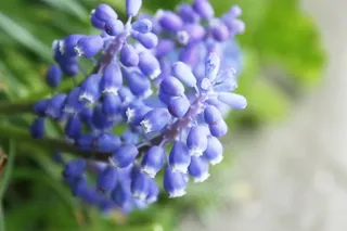 鲜花，Prote，植物，美容，性质，宏，花