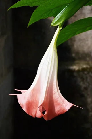 大花，玉米形花，浅粉红色的花