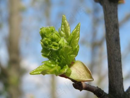Acer Campestre，Field Maple，Hedge Maple，Sprout，Bud