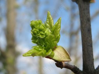 Acer Campestre，Field Maple，Hedge Maple，Sprout，Bud