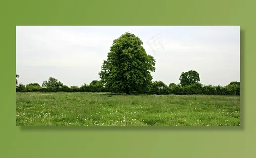 树，草地，景观，田园，山毛榉木，绿色