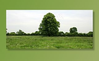 树，草地，景观，田园，山毛榉木，绿色