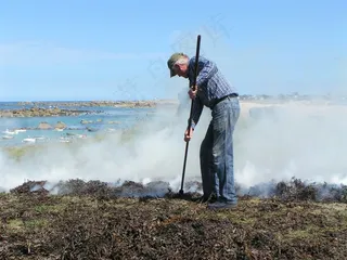 藻类，燃烧，Kerlouan，Finistère，海