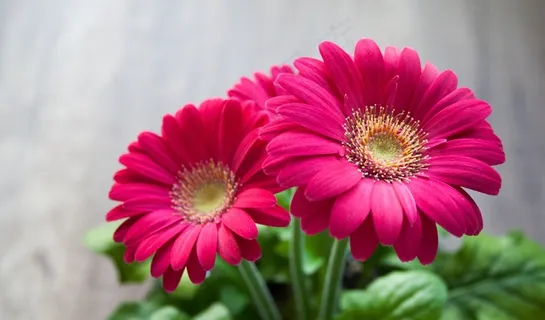 花,春,夏天,非洲菊,美丽,粉红色 花,春,夏天,非洲菊,美丽,粉红色