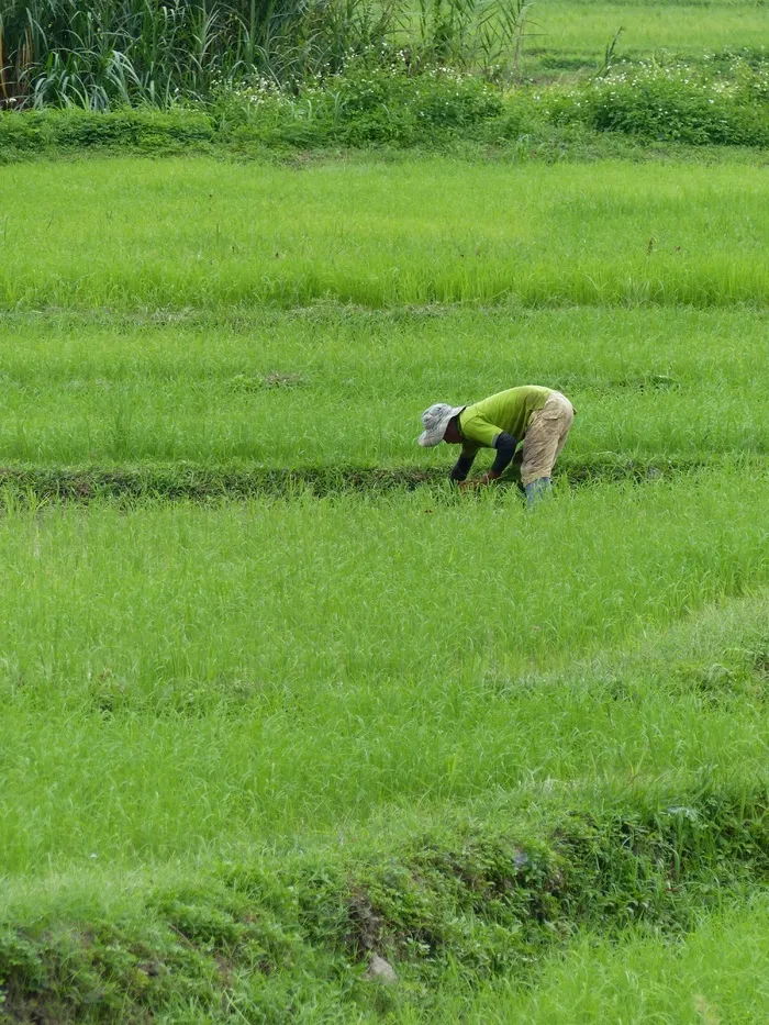 农民，水稻，泰国