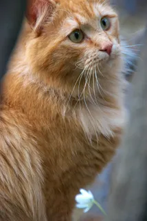 红猫,猫,猫的画像 红猫,猫,猫的画像