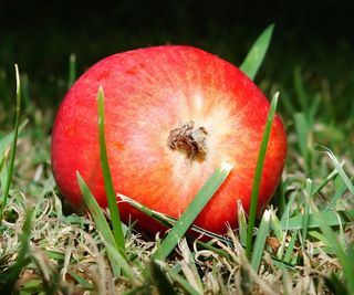 苹果，甜，水果，美味，健康，食品，弗里施
