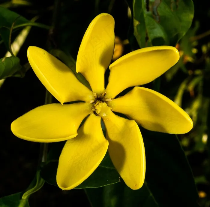 开花，开花，黄色，公共记录