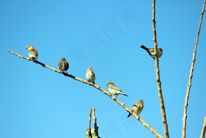 鸟，枝杈，天空，早晨