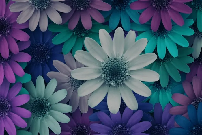 鲜花，开朗，开花，颜色