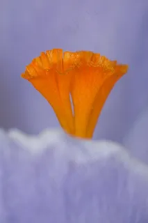 雄蕊，藏红花，橙色，紫，花卉，宏，性质