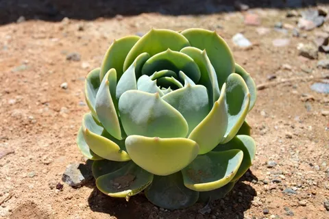 肉质,玫瑰,绿色,植物,性质,仙人掌 肉质,玫瑰,绿色,植物,性质,仙人掌