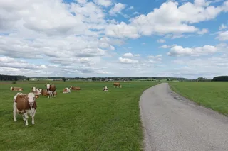 离，牛，牧场，草，性质，牛，哺乳动物，天空