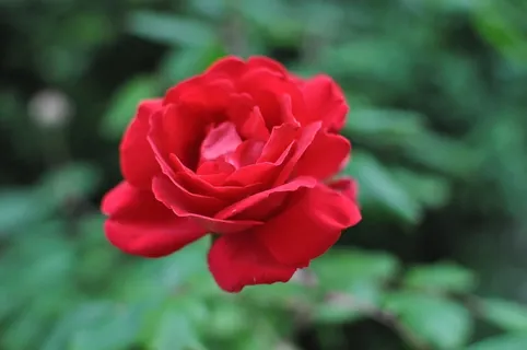 玫瑰,红色,花园 玫瑰,红色,花园