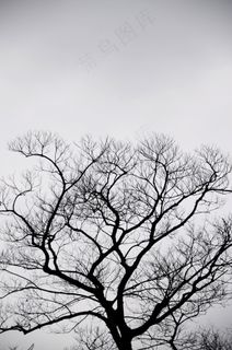剪影,树,灰色,天空,阴,自然,风景 剪影,树,灰色,天空,阴,自然,风景