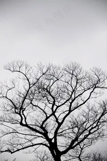 剪影,树,灰色,天空,阴,自然,风景 剪影,树,灰色,天空,阴,自然,风景