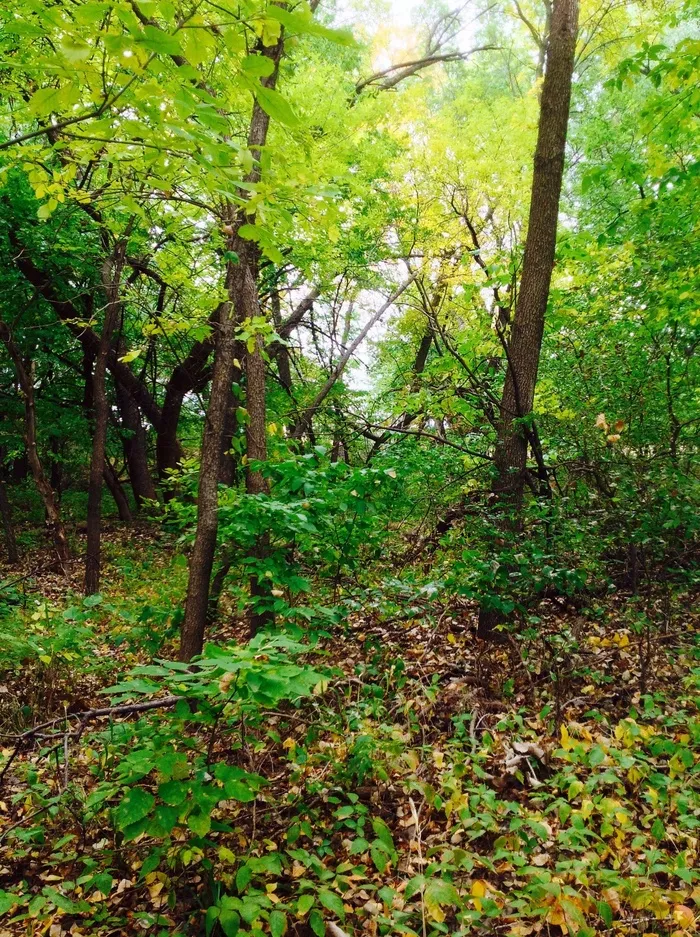 森林，大自然，树，季节，户外，木材，叶子