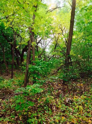 森林，大自然，树，季节，户外，木材，叶子