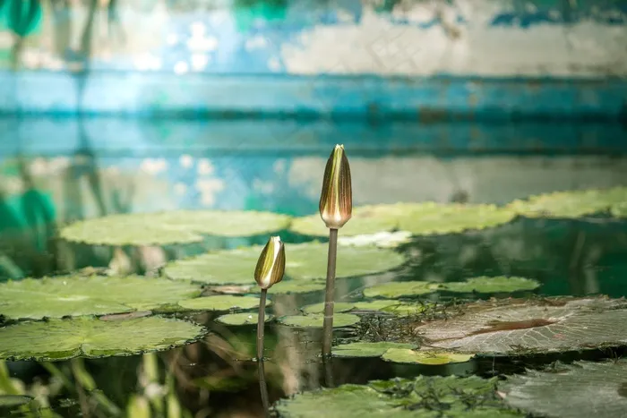 水，百合，池，温室，表面，叶子