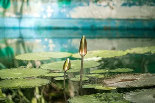 水，百合，池，温室，表面，叶子