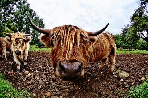 公牛，动物，鱼眼，牛肉，性质，牛，奶牛，农场