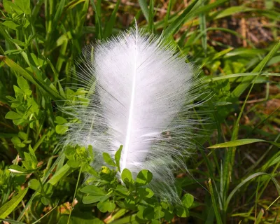 春天,沃克,柔软,容易天鹅,草,挠痒痒 春天,沃克,柔软,容易天鹅,草,挠痒痒