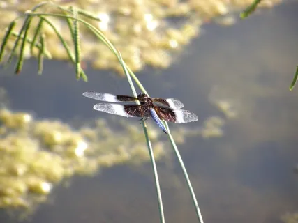 蜻蜓,Bug,昆虫,自然,飞,翼,夏天,蓝色 蜻蜓,Bug,昆虫,自然,飞,翼,夏天,蓝色