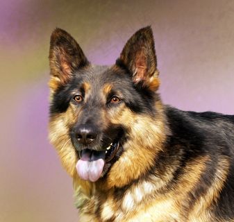 狗，动物，哺乳动物，脸，宠物