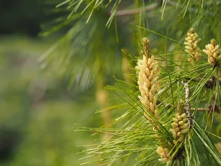 松树，松花，日本