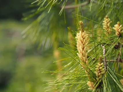 松树,松花,日本 松树,松花,日本