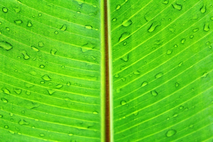 叶，宏，绿色，郁郁葱葱，充满活力，明亮，颜色