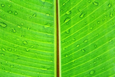 叶，宏，绿色，郁郁葱葱，充满活力，明亮，颜色